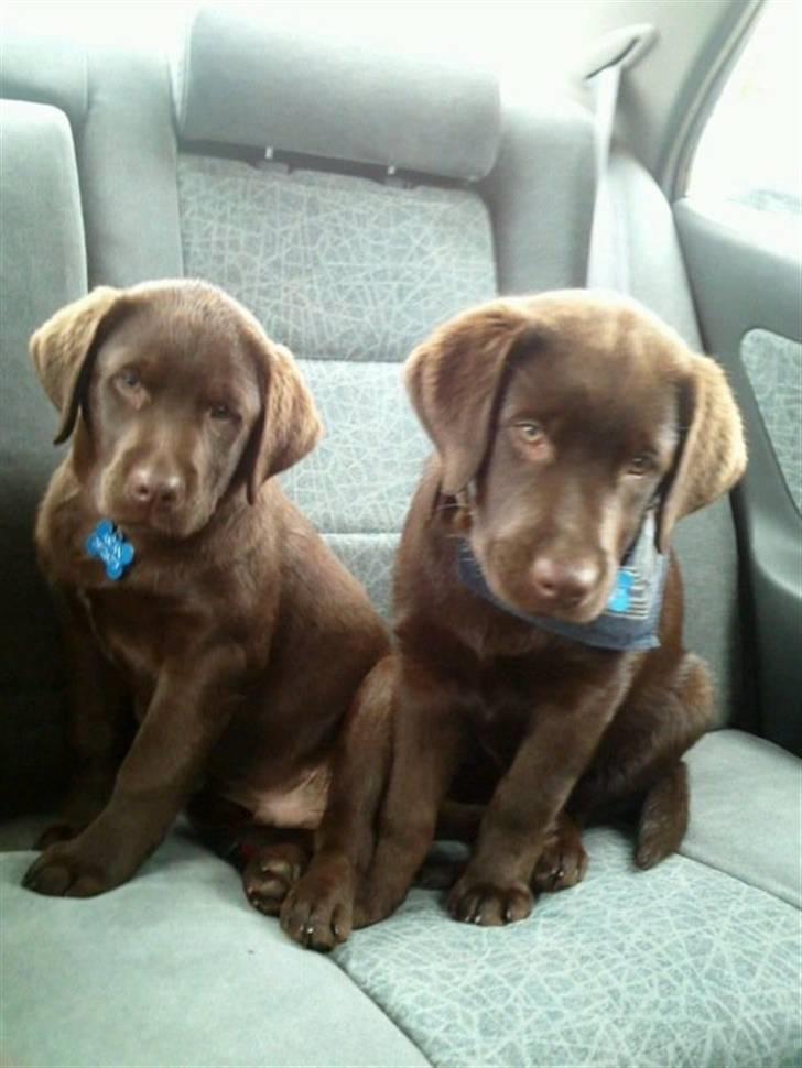 Labrador retriever Aslan - Aslan til venstre :) billede 7