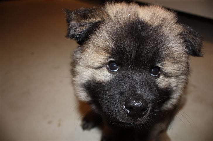 Eurasier Casa Kallisto's Bacchus - "Baktus" - 8 uger billede 15