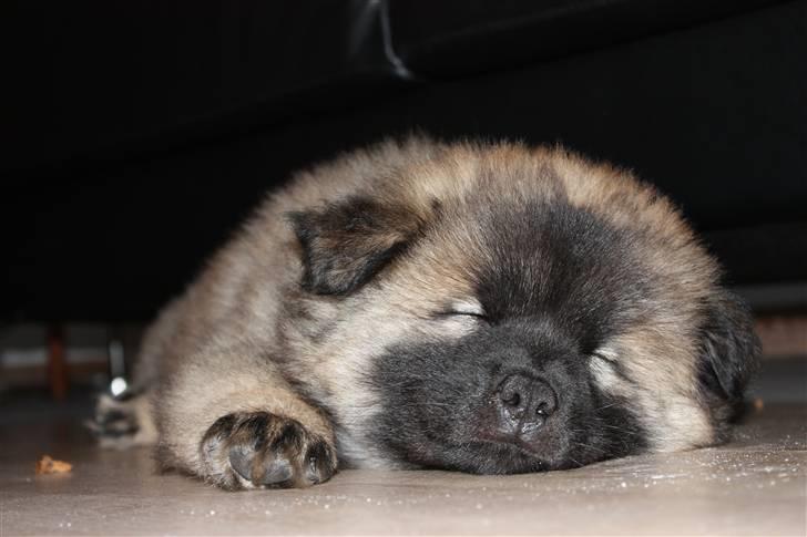 Eurasier Casa Kallisto's Bacchus - "Baktus" - 8 uger billede 16