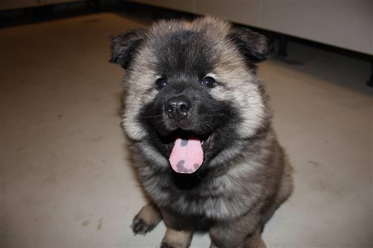 Eurasier Casa Kallisto's Bacchus - "Baktus" - 8 uger billede 17