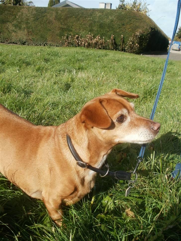 Blanding af racer Thayson R.i.p <3<3<3 billede 7