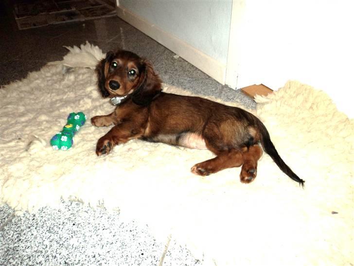 Dværggravhund Emma billede 6