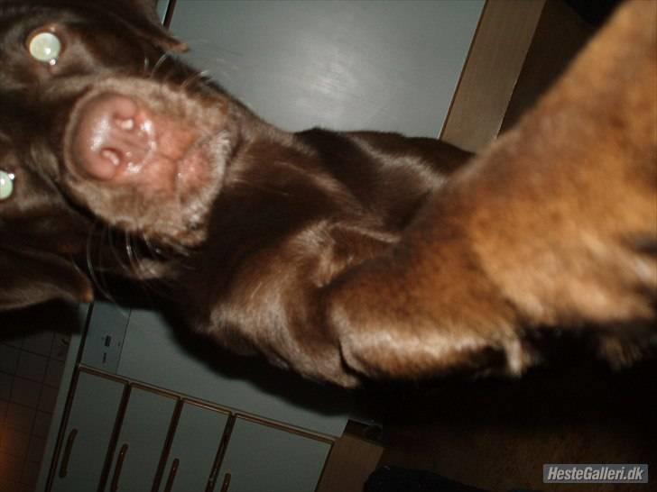 Blanding af racer  Tinka¤Me Soulmate¤ - Hva´ søren? har jeg givet dig lov til at tage billeder af mig?!xD billede 15