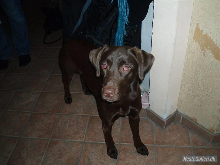 Blanding af racer  Tinka¤Me Soulmate¤ - Godbider:* hun står altid sådan hvis man vil finde en godbid, så sødt:* billede 16