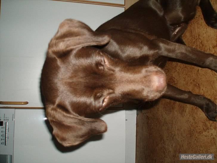 Blanding af racer  Tinka¤Me Soulmate¤ billede 17