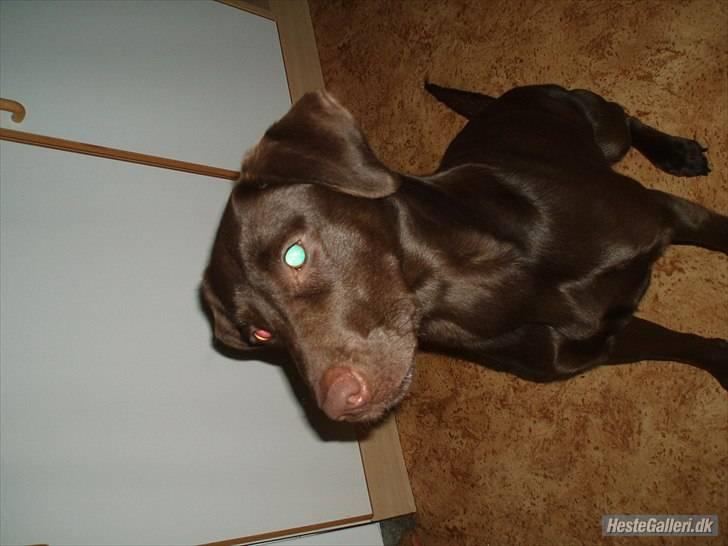 Blanding af racer  Tinka¤Me Soulmate¤ billede 18