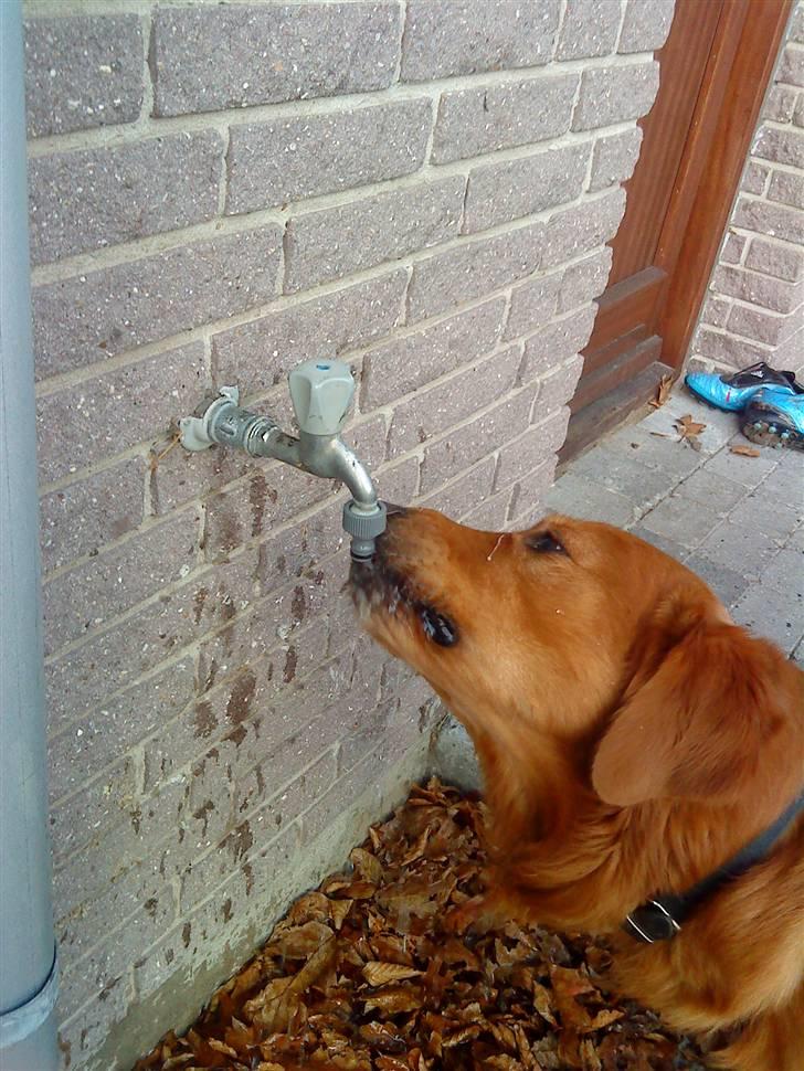 Golden retriever Kenzo <3 Mindrøm<3 - Selvom man er hund kan man da godt drikke som et menneske? billede 2