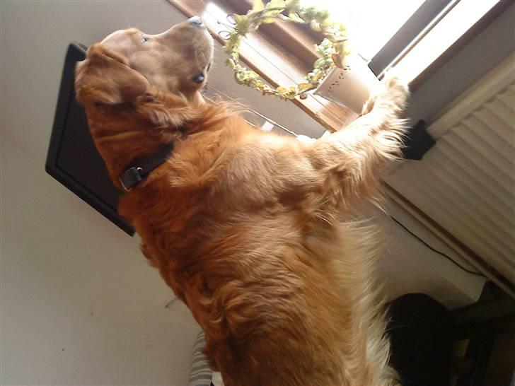 Golden retriever Kenzo <3 Mindrøm<3 - Nøj, det spænende billede 3