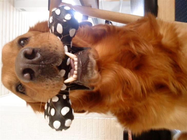 Golden retriever Kenzo <3 Mindrøm<3 - Er mit ben ik flot? billede 4