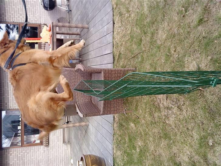 Golden retriever Kenzo <3 Mindrøm<3 - Jeg kan også springe som en kanin. billede 5