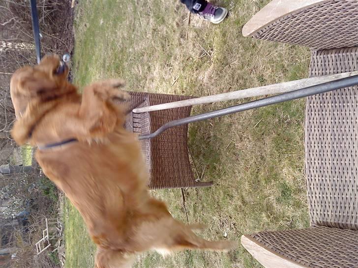 Golden retriever Kenzo <3 Mindrøm<3 - og normalt billede 6