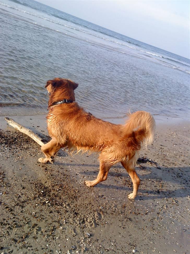Golden retriever Kenzo <3 Mindrøm<3 - Skal jeg virkelig hente den pind?! billede 7