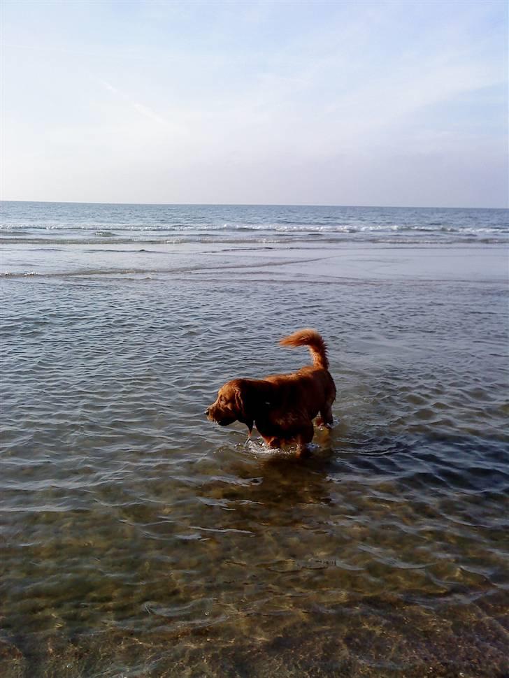 Golden retriever Kenzo <3 Mindrøm<3 - Dejligt i vand :D billede 8