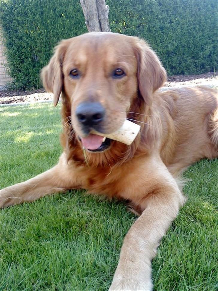 Golden retriever Kenzo <3 Mindrøm<3 - Jeg stolt. billede 9