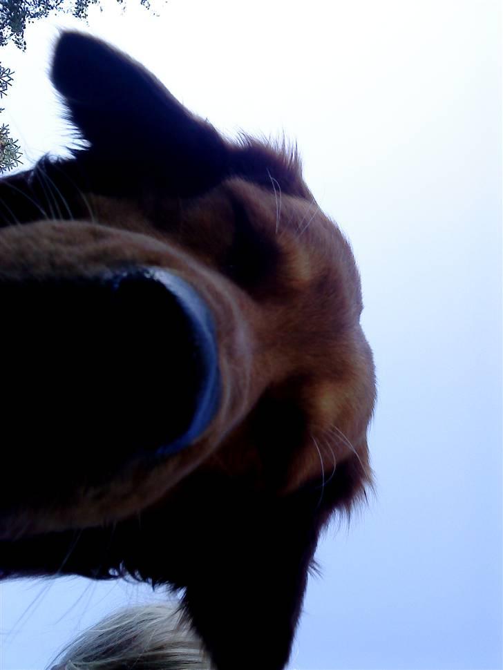 Golden retriever Kenzo <3 Mindrøm<3 - er det et kamera? billede 10