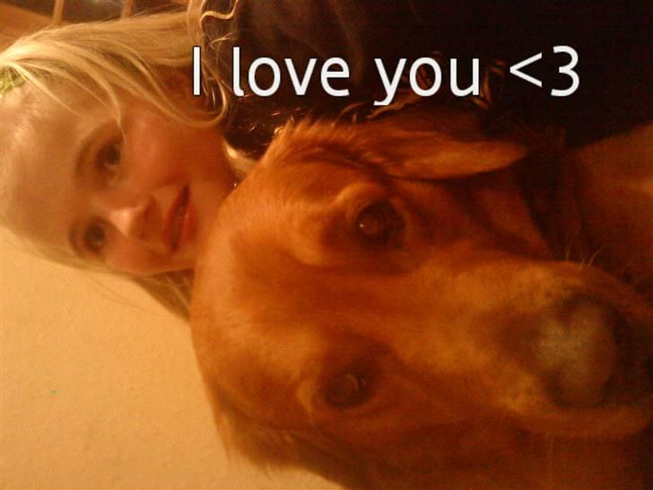 Golden retriever Kenzo <3 Mindrøm<3 - Du betyder så meget billede 12