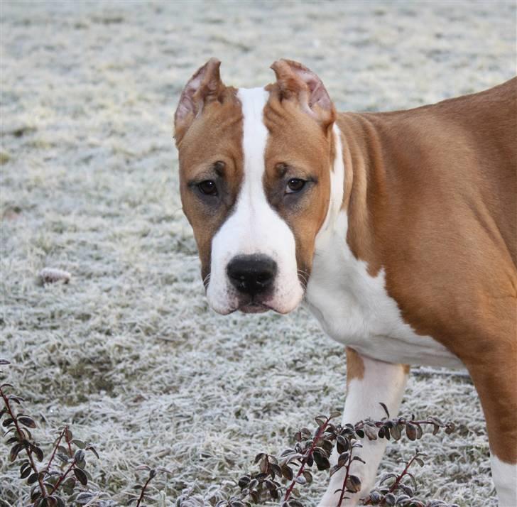 Amerikansk staffordshire terrier *SHADIE* billede 19