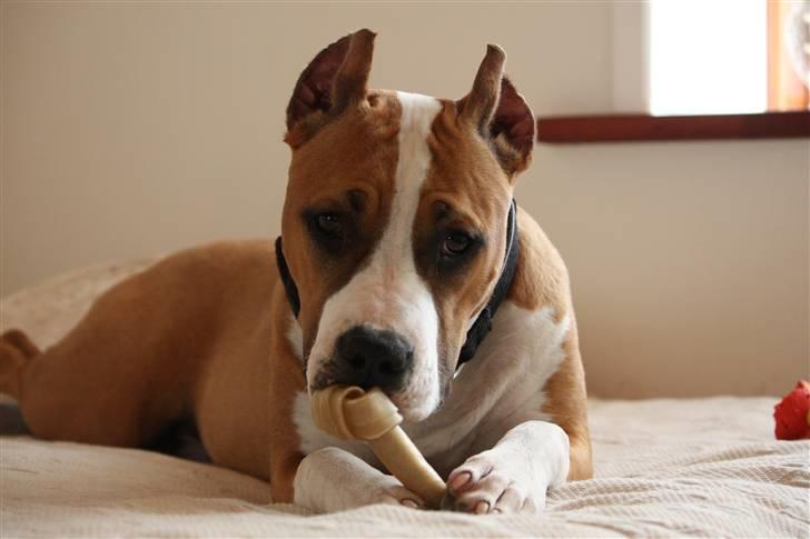 Amerikansk staffordshire terrier *SHADIE* billede 20