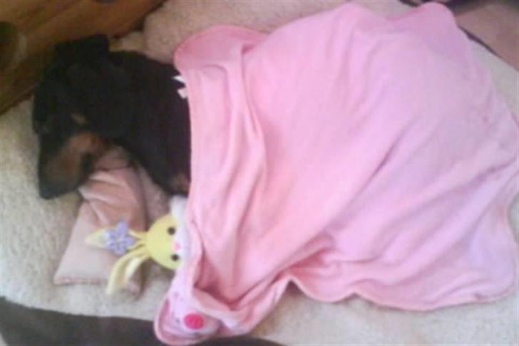 Gravhund Batman billede 12