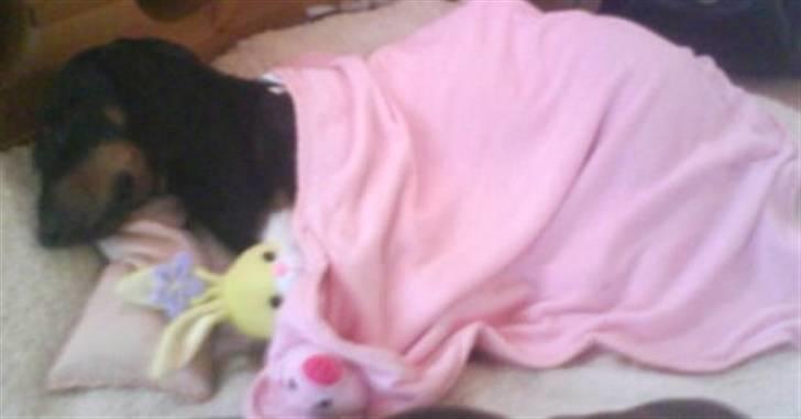 Gravhund Batman billede 13