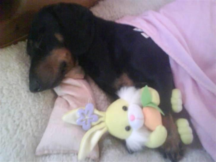 Gravhund Batman billede 14