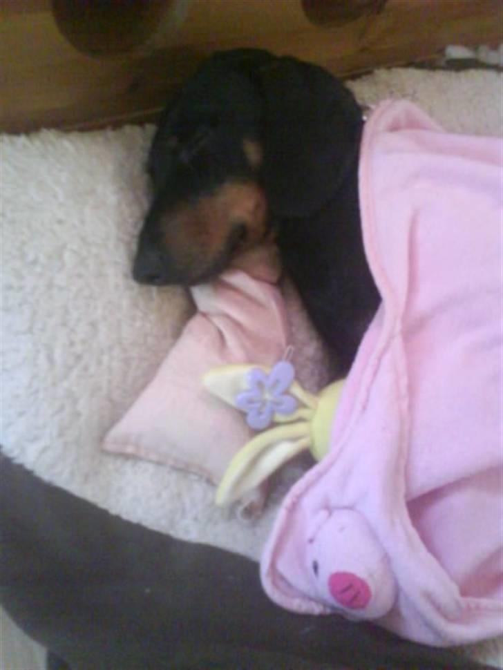 Gravhund Batman billede 15