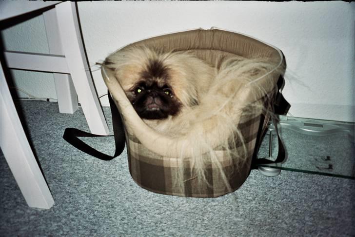 Pekingeser Tudse R.I.P - Himmelhund - Tudse tror at han skulle sove i tasken.  billede 20