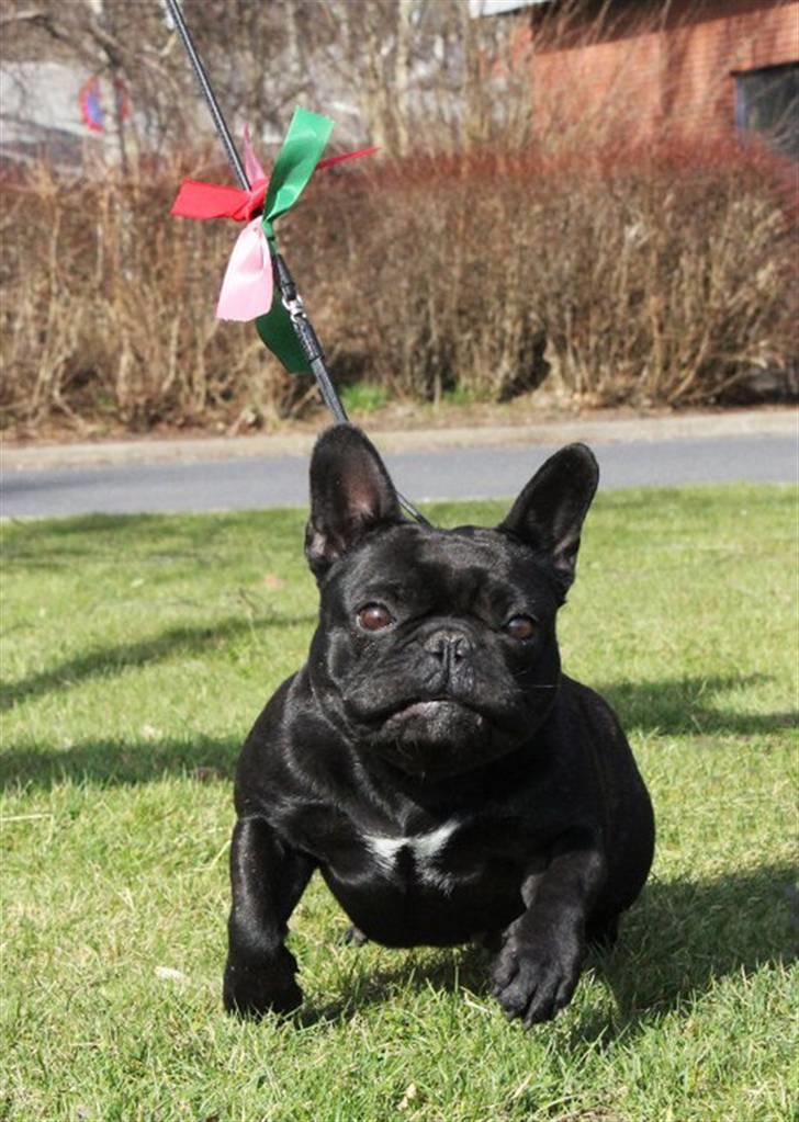 Fransk bulldog Lancome's Ælmira billede 2