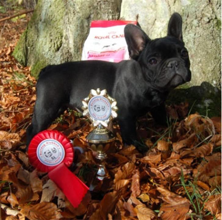 Fransk bulldog Lancome's Ælmira - Mira som hvalp billede 3