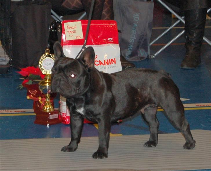 Fransk bulldog Lancome's Ælmira - udstilling billede 6