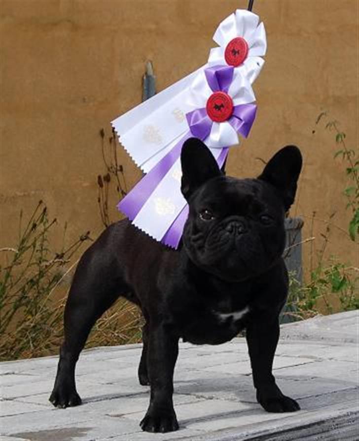 Fransk bulldog Lancome's Ælmira - udstilling 2010 billede 7