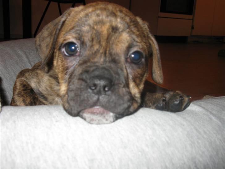 Blanding af racer Bella<3 - 10 uger gammel billede 1