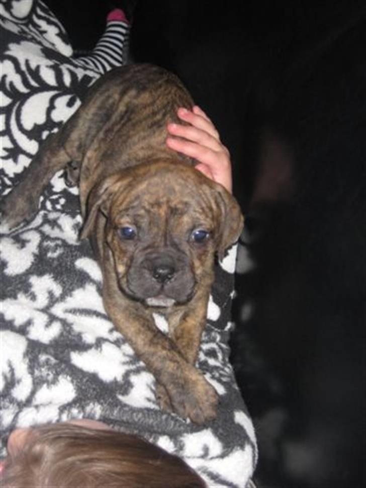 Blanding af racer Bella<3 - ca. 7 uger gammel billede 2