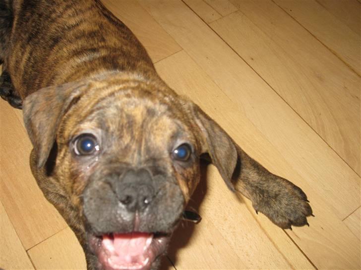 Blanding af racer Bella<3 - 10 uger gammel billede 3