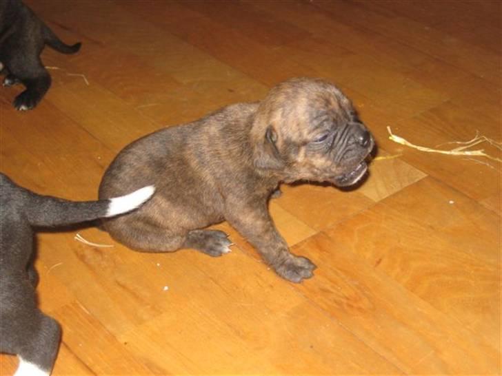 Blanding af racer Bella<3 - første gang hun gik billede 4