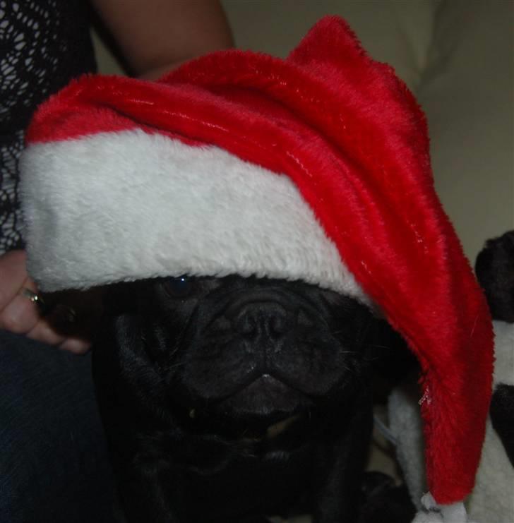 Fransk bulldog Lancome's Ælmira billede 9