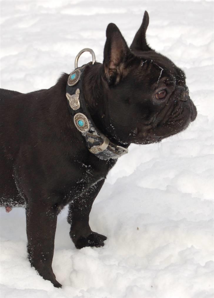 Fransk bulldog Lancome's Ælmira billede 10