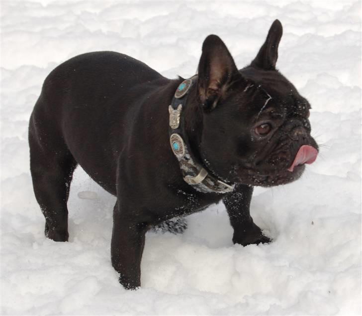 Fransk bulldog Lancome's Ælmira billede 11