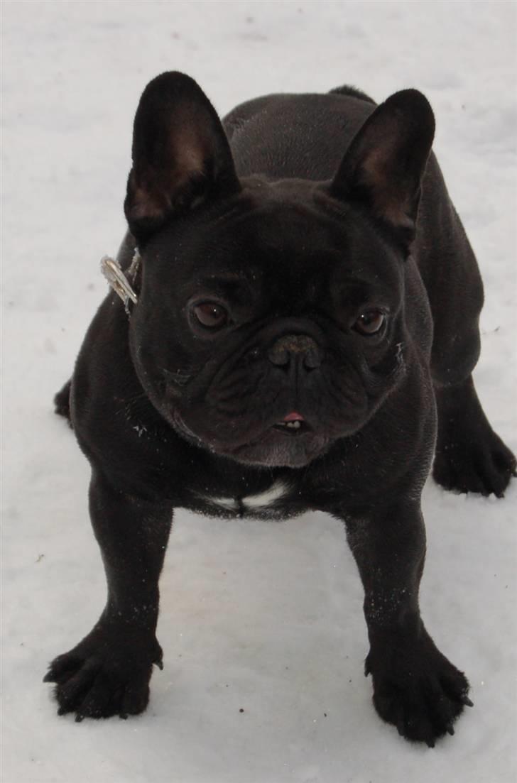 Fransk bulldog Lancome's Ælmira billede 12