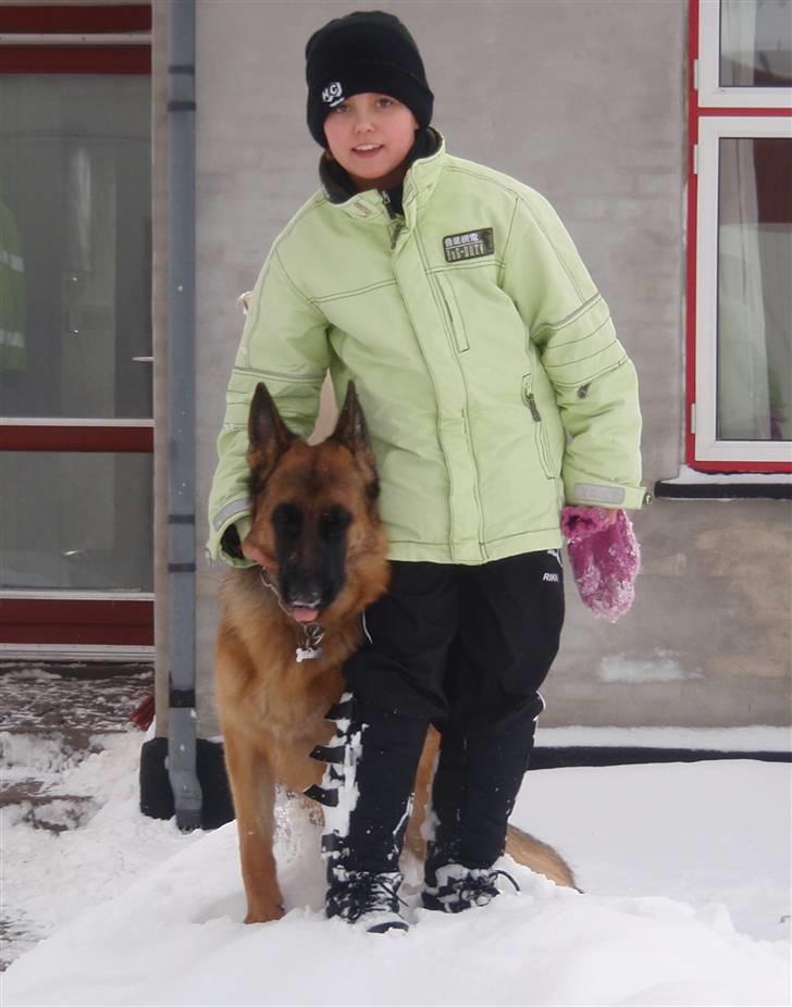 Schæferhund Team Sufra Fanti <3 billede 16