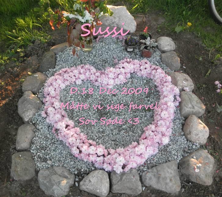 Schæferhund Sussi <3 - Der ligger Sussi :´( Jeg Savner Dig <3 billede 9