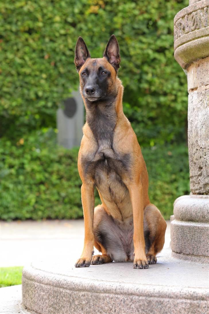 Malinois Hiro billede 15
