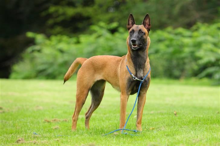 Malinois Hiro billede 16