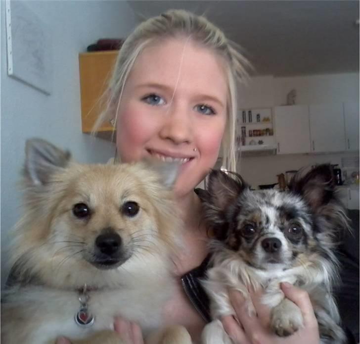 Chihuahua Dandie (Himmelhund) - Dandie med søster Dixie og jeg(: billede 2