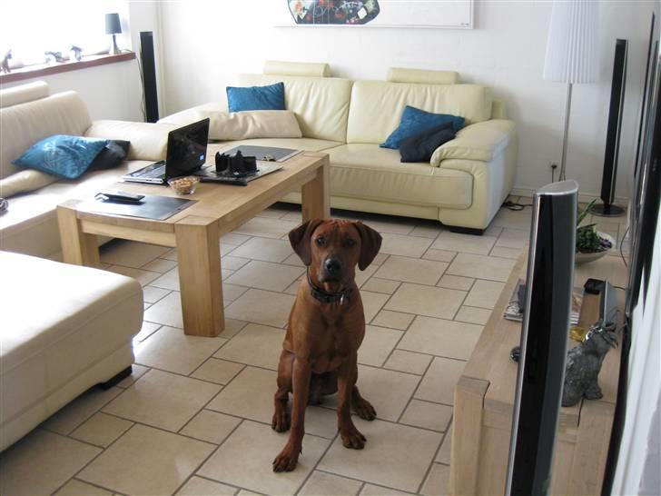 Rhodesian ridgeback Charlie billede 14