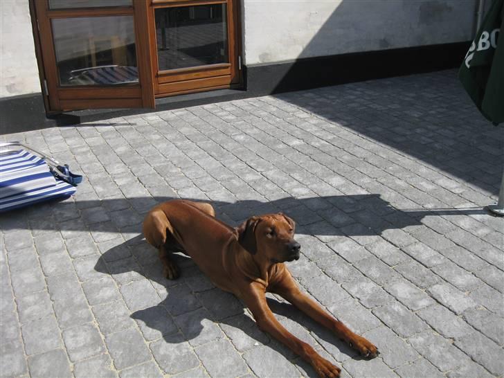 Rhodesian ridgeback Charlie billede 15