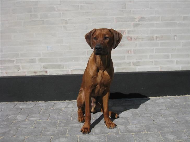 Rhodesian ridgeback Charlie billede 16