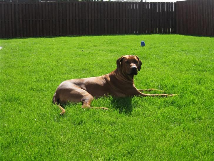 Rhodesian ridgeback Charlie billede 17