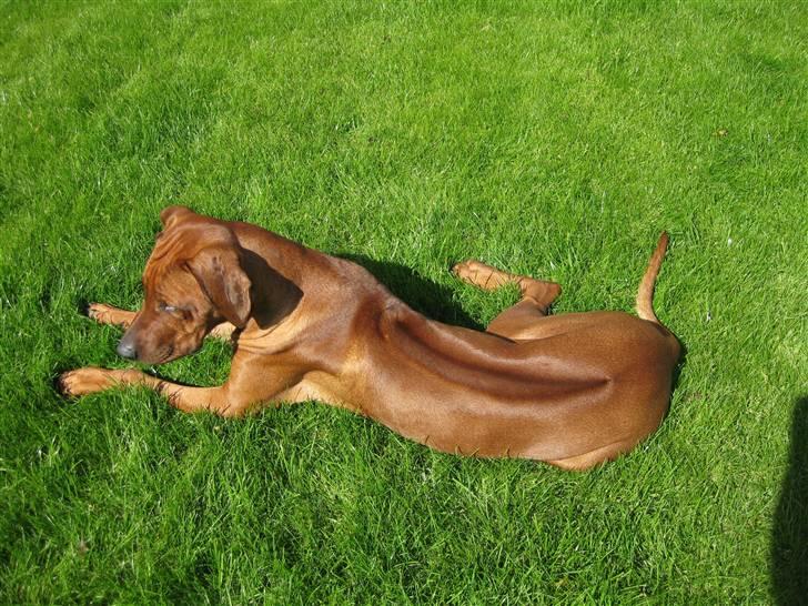 Rhodesian ridgeback Charlie billede 18