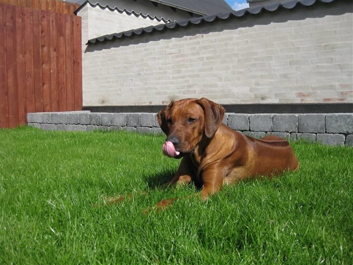 Rhodesian ridgeback Charlie billede 19